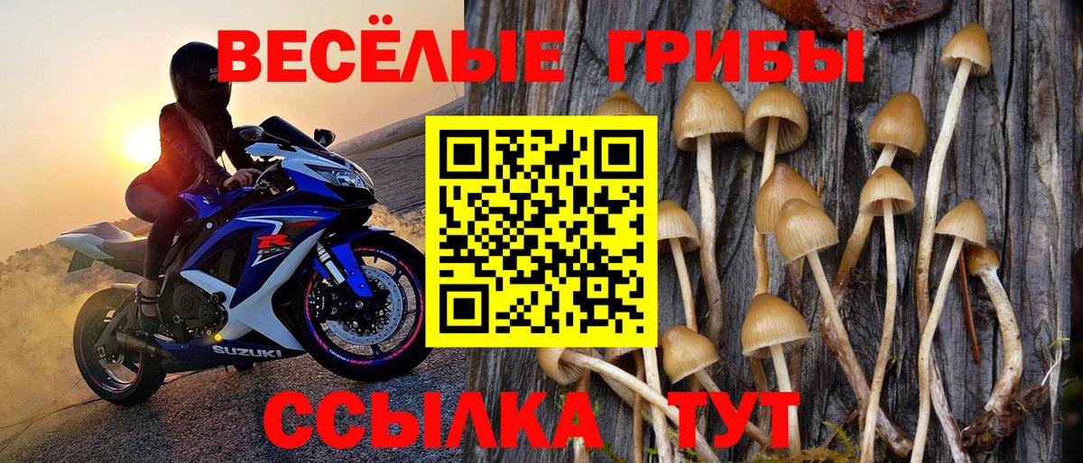Осинники  Псилоцибиновые грибы Cubensis  даркнет сайт  Вход с VPN 