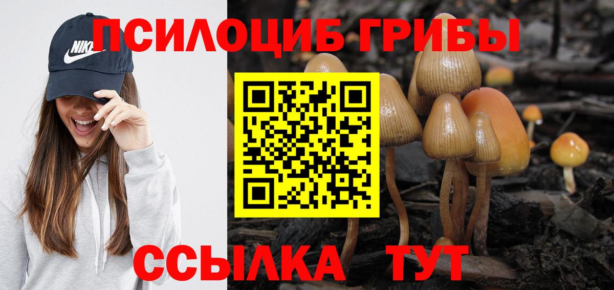 Галлюциногенные грибы Cubensis Осинники